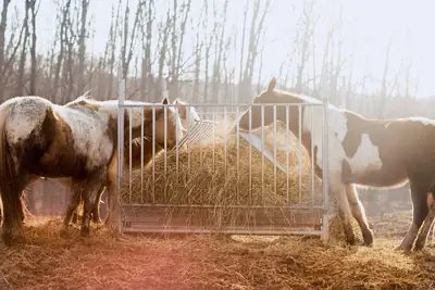 Horses eating hay from a round-bale feeder in a sunlit yard.