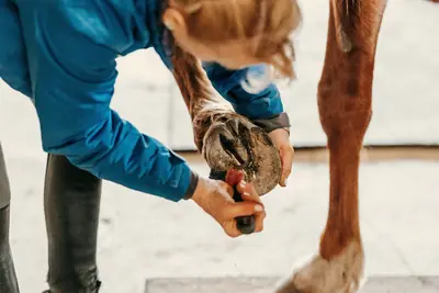 A person bending to clean out a chestnut horse's front hoof with a hoof pick.