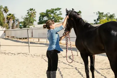 A handler adjusting a black horse's halter and lead rope in a sandy outdoor arena.