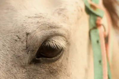 Close-up of a grey horse's bright, clear eye beside a green headstall strap.