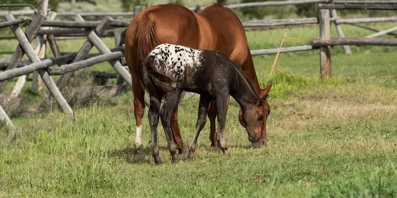 A bay mare and her spotted foal grazing side by side in a green paddock beside a rustic timber rail fence.