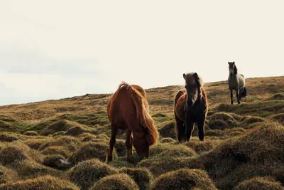 Three horses, a chestnut, a bay and a grey, grazing on a tussocky hillside under a pale sky.