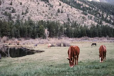 Two chestnut horses grazing in a broad valley paddock below a scrub-covered hill.