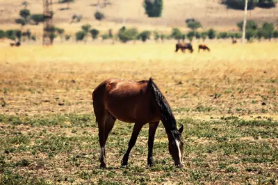 A bay horse grazing a dry, sunlit paddock below a hillside dotted with scattered trees, with two more horses in the distance.
