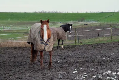 A chestnut horse in a canvas turnout rug standing in a winter paddock, with a second rugged horse behind.
