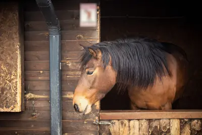 A bay horse with a thick black forelock looking out over its timber stable door.
