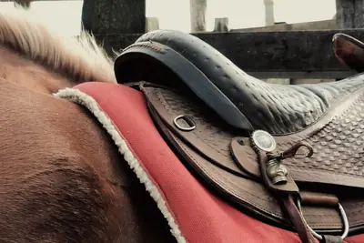 A saddle on a red saddle cloth on the back of a brown horse standing beside a timber rail.