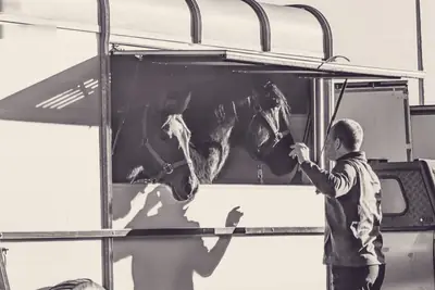 A handler reaching up to two horses looking out of a horse float's open side window, with the tow vehicle parked behind.